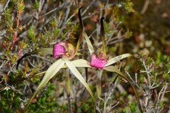 Caladenia fulva