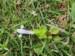 Lindernia rotundifolia