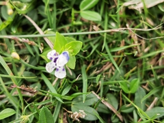 Lindernia rotundifolia
