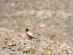 Carpodacus roborowskii