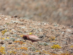 Carpodacus roborowskii