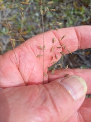 Poa colensoi