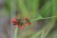 Russelia verticillata
