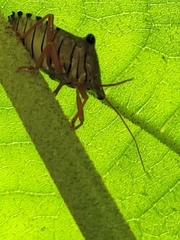 Edessa rufomarginata