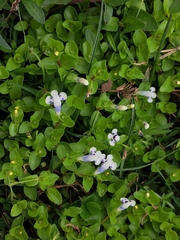 Lindernia rotundifolia