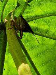 Edessa rufomarginata