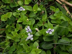 Lindernia rotundifolia