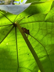 Edessa rufomarginata