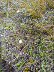 Brachyscome longiscapa