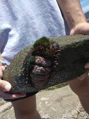 Acanthopleura echinata