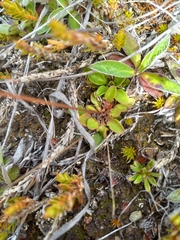 Brachyscome longiscapa