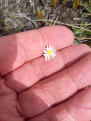 Brachyscome longiscapa