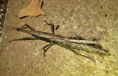 Anisomorpha ferruginea