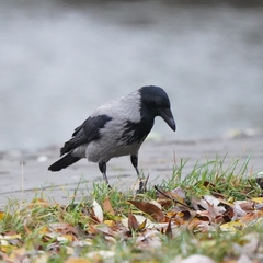 Corvus cornix