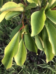 Flacourtia indica