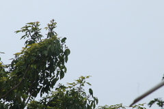 Eupsittula nana