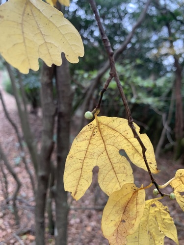 Lindera triloba, photograph 1