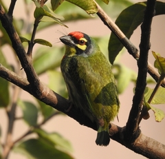 Psilopogon haemacephalus