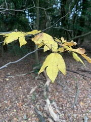 (c) 岸本年郎, some rights reserved (CC BY) Lindera triloba, photograph (c) 岸本年郎, some rights reserved (CC BY)