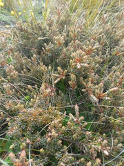 Acrothamnus colensoi