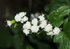 Ageratina rothrockii