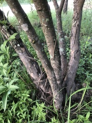 Flacourtia indica