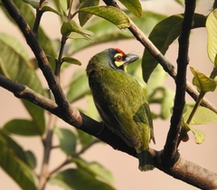 Psilopogon haemacephalus