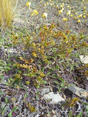 Pimelea oreophila