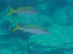 Mulloidichthys vanicolensis