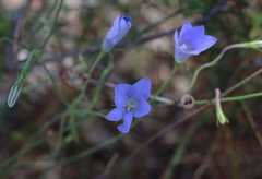 Wahlenbergia capillaris