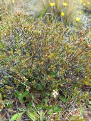 Pimelea oreophila
