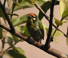 Psilopogon haemacephalus