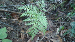 Botrypus virginianus