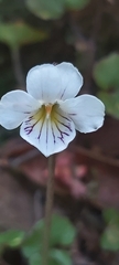 Viola