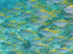 Schuettea scalaripinnis