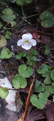 Viola