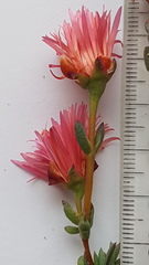 Lampranthus coccineus