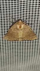 Dectochilus antucaria