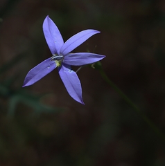 Lithotoma axillaris