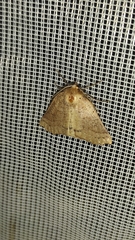 Dectochilus antucaria