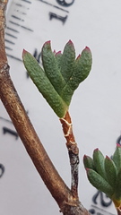 Lampranthus coccineus