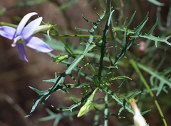 Lithotoma axillaris
