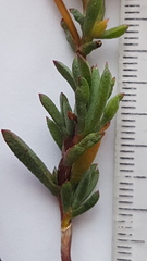 Lampranthus coccineus