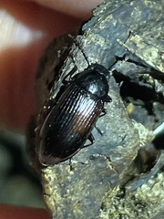 Helopini