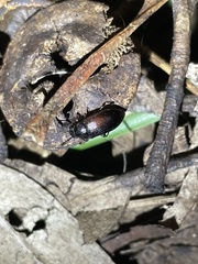 Helopini