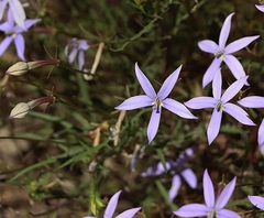 Lithotoma axillaris