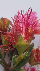Lampranthus coccineus