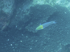 Thalassoma amblycephalus