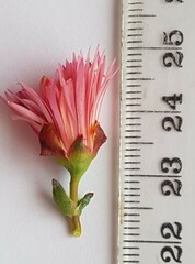 Lampranthus coccineus