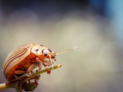 Paropsisterna intacta